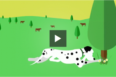 Consomag - Faut-il assurer son animal de compagnie ?