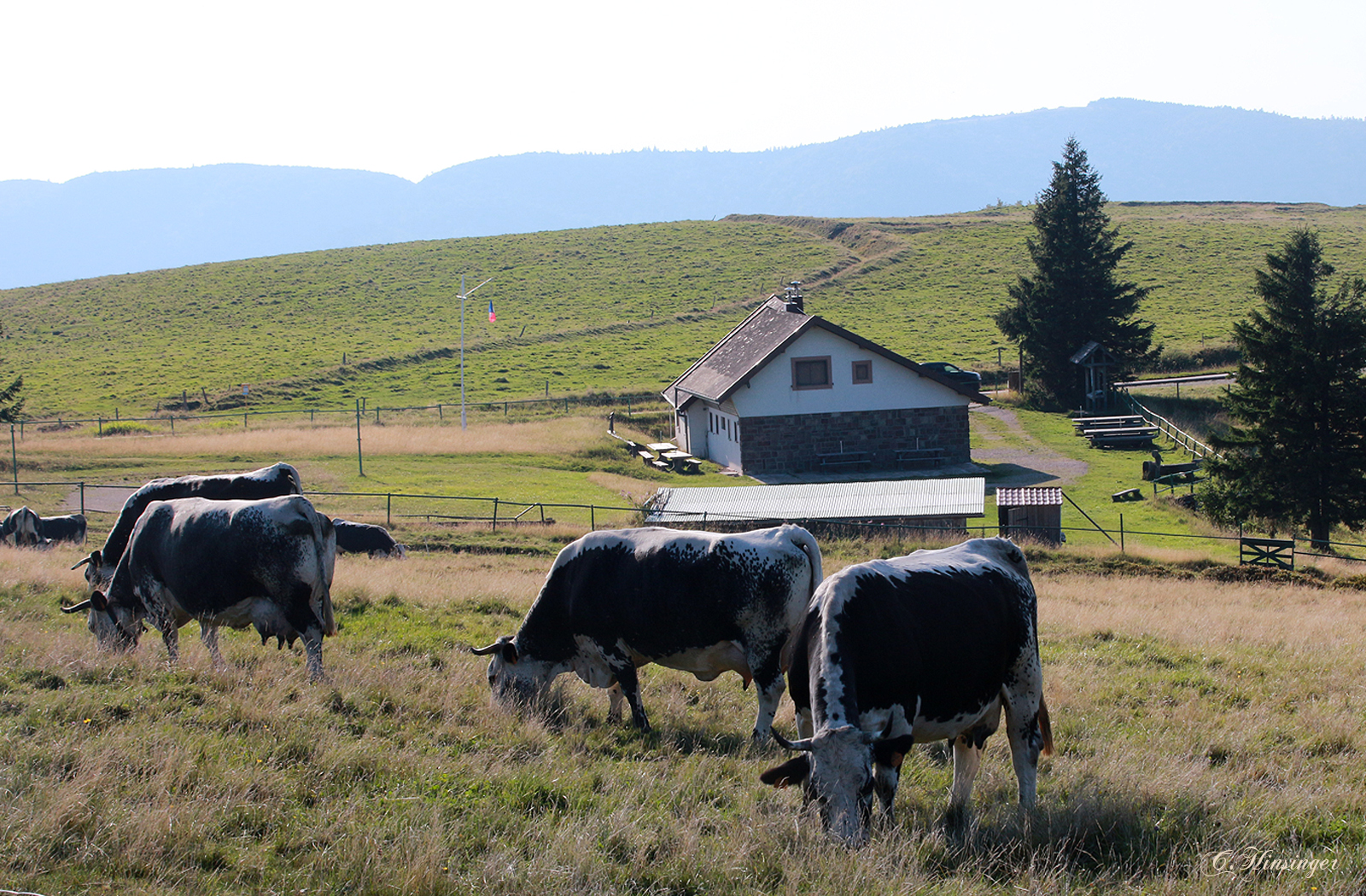 Sur les Crêtes vosgiennes