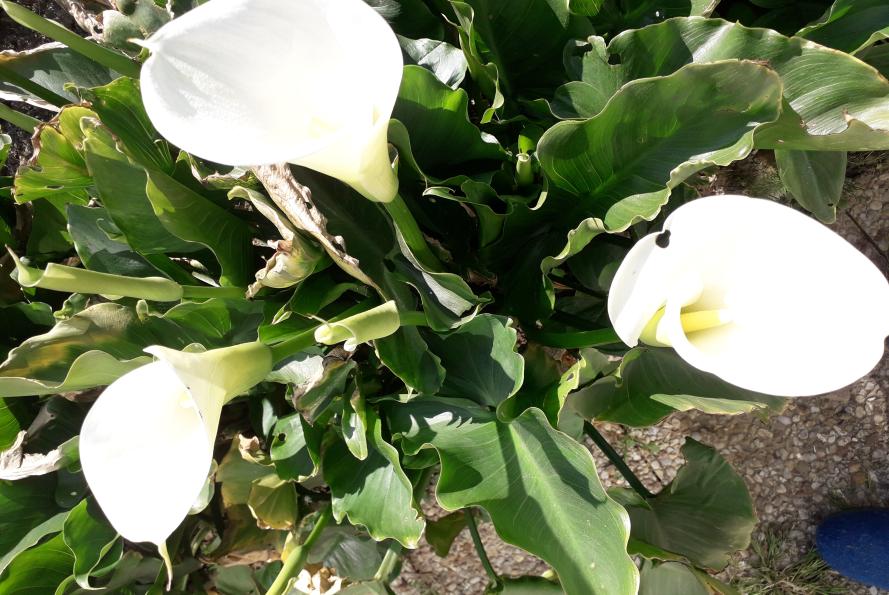 Les activités proposées