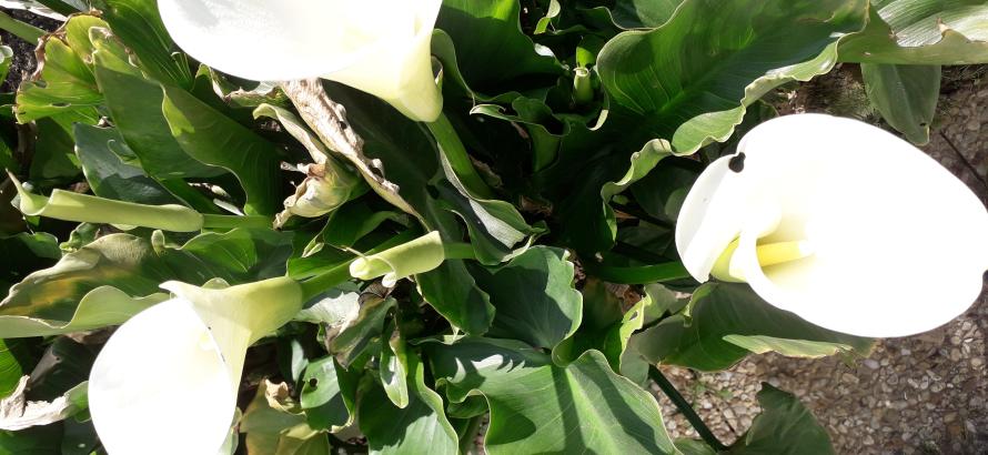 Les activités proposées